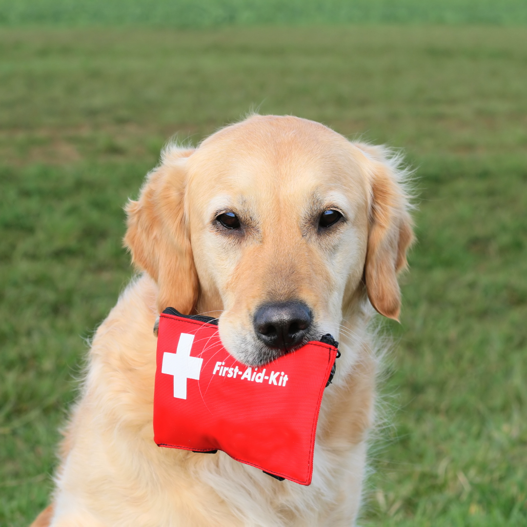 8 Items You Should Have in Your First-Aid Kit
