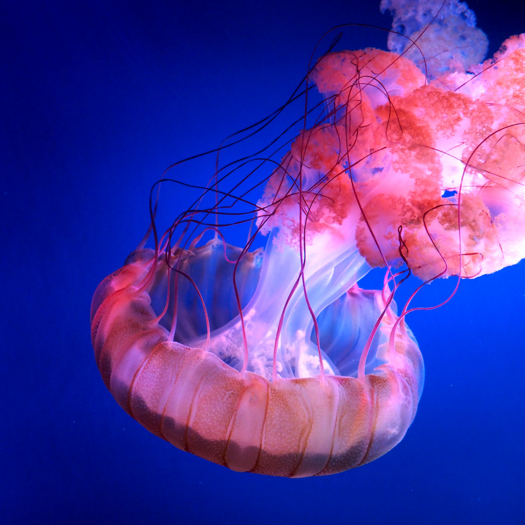 Jellyfish Transformed Into Super Absorbent Diapers